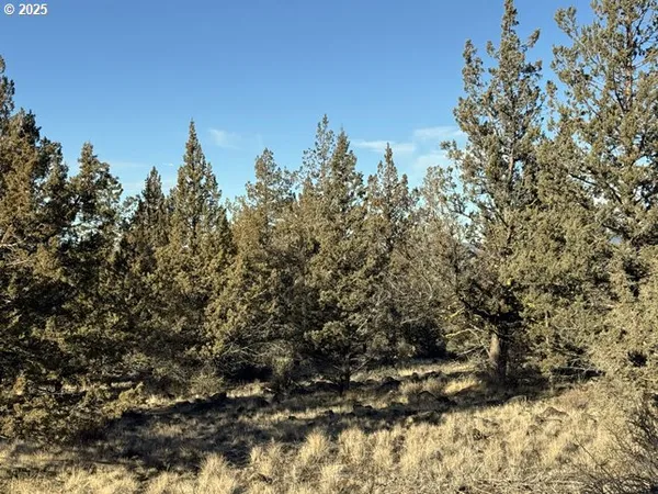 a view of a tree with a tree in the background