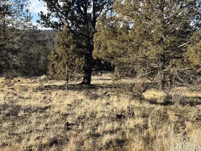 a view of a dry yard