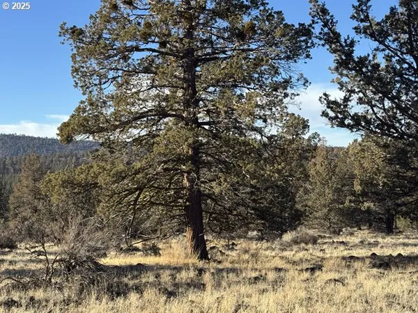 a view of a large tree