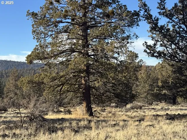 a view of a large tree