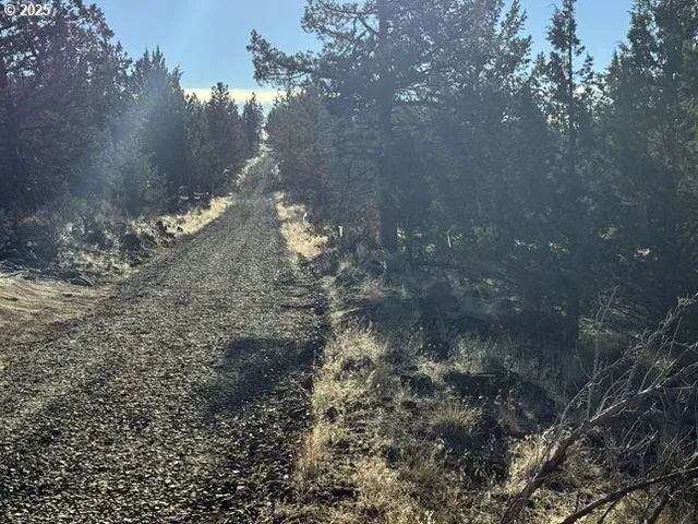 a view of a forest with a tree