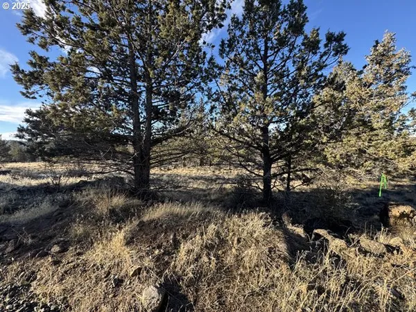 a view of a tree in a yard