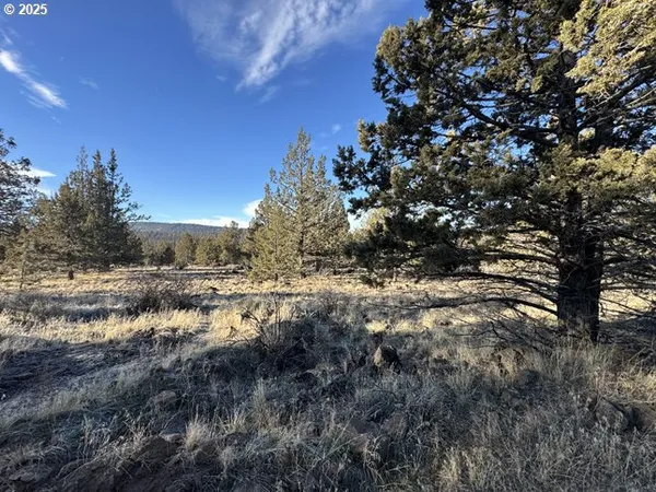a view of a forest with lots of trees