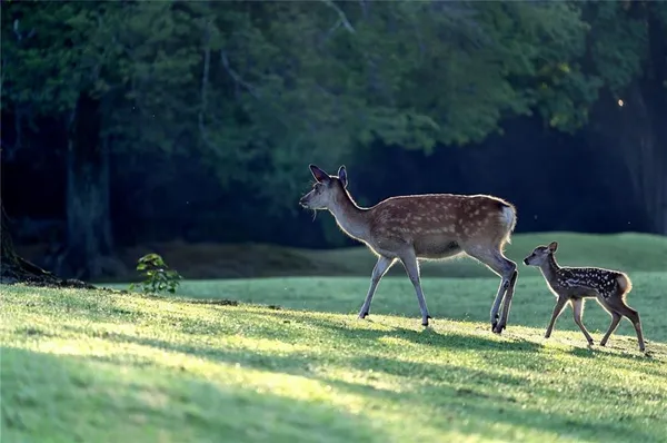 $1,199,000 | 297 Fairview Court, Jasper, GA 30143