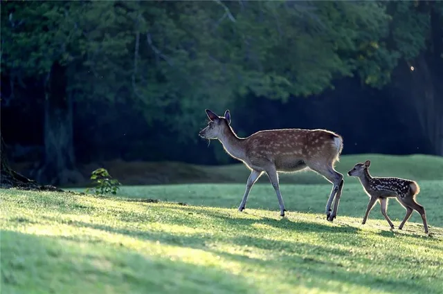 $1,199,000 | 297 Fairview Court, Jasper, GA 30143