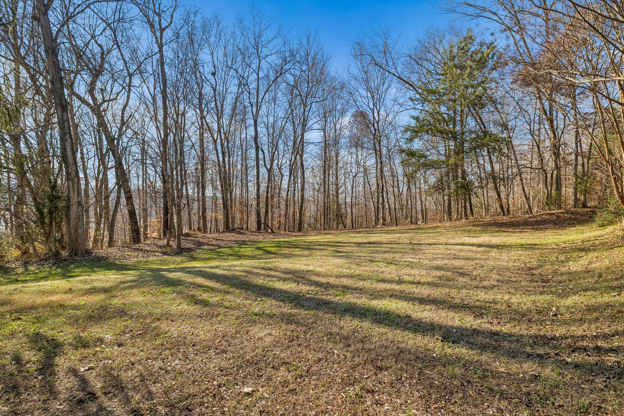 375 Highway 13 Waverly, TN 37185 - Photo 56 of 78 a view of dirt yard with large trees