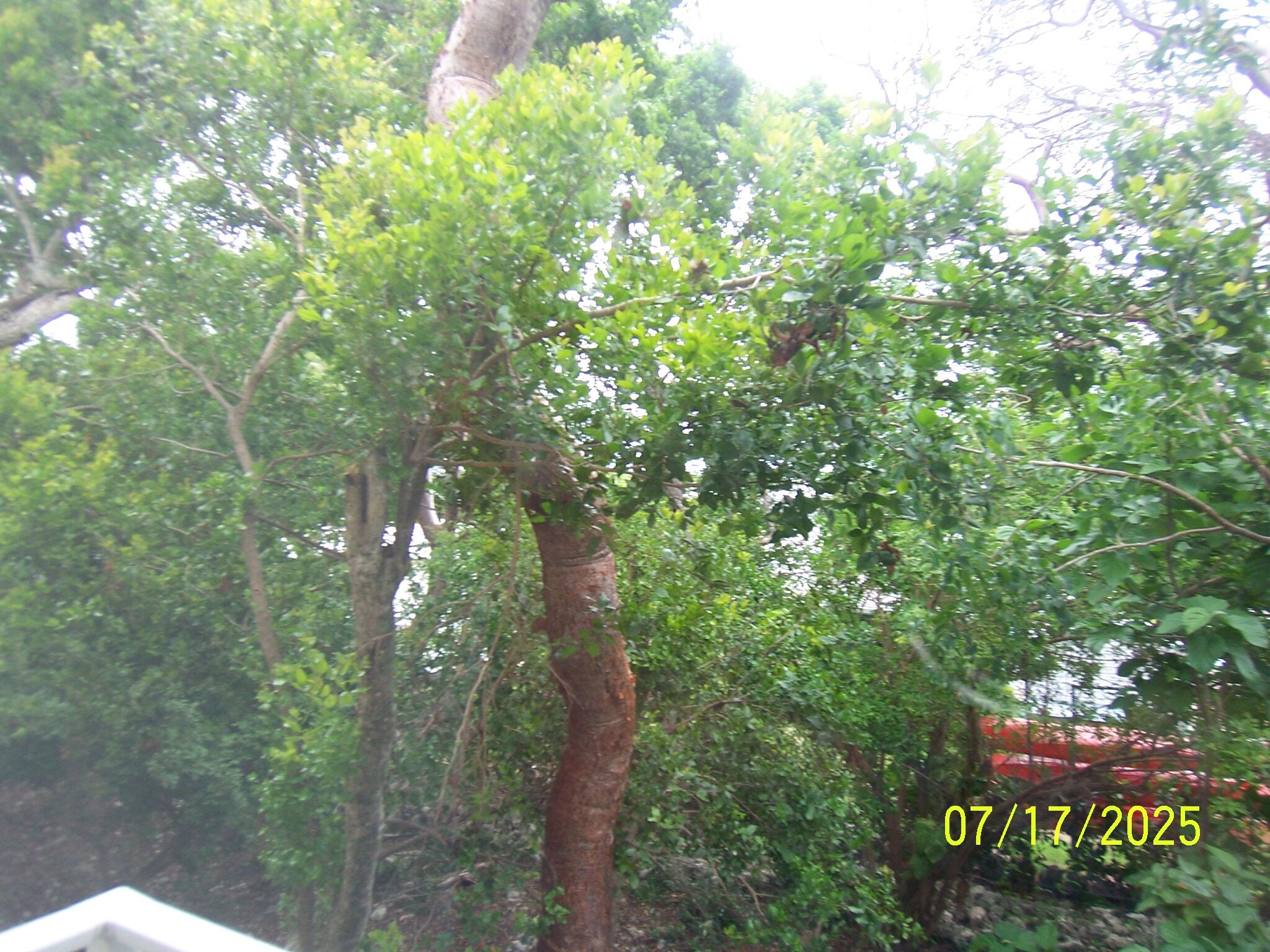 Undisclosed Address Key Largo, FL 33037 - Photo 15 of 19 a view of a city with lush green forest