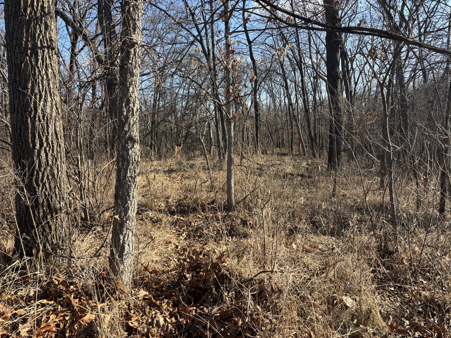 516 Brandywine Circle Varna, IL 61375 - Photo 2 of 5