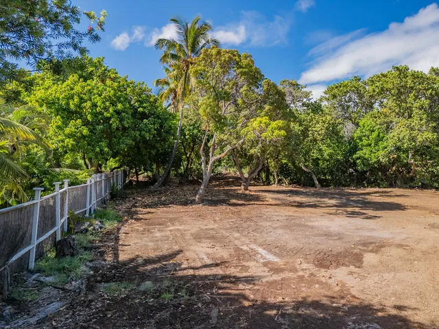 a view of a tree in the middle of a forest