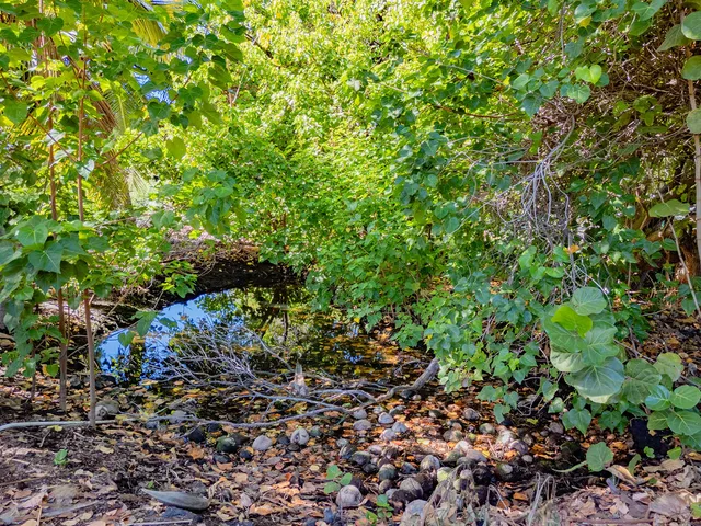 a view of a yard with plants and trees
