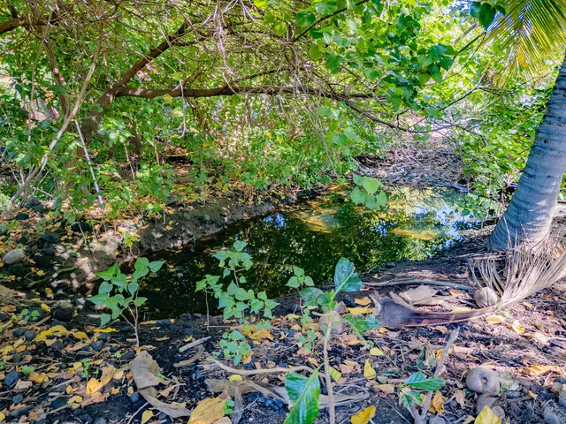 a view of a yard with tree s