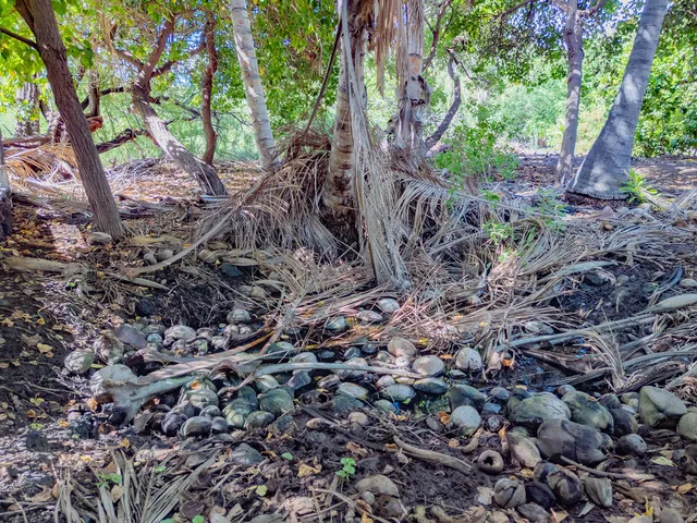an aerial view of a house with a yard and lake view