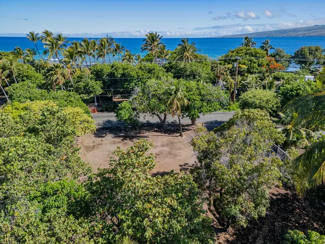 a view of a backyard with plants