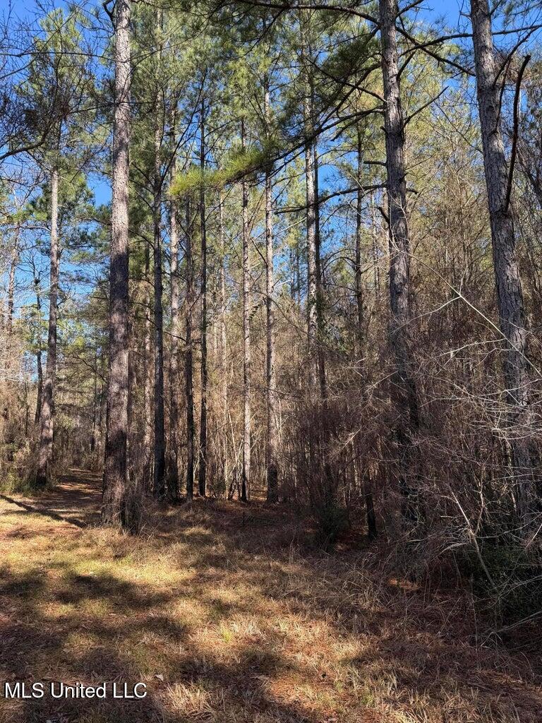 113 Acres Highway Columbia, MS 39429 - Photo 8 of 13 IMG_4002