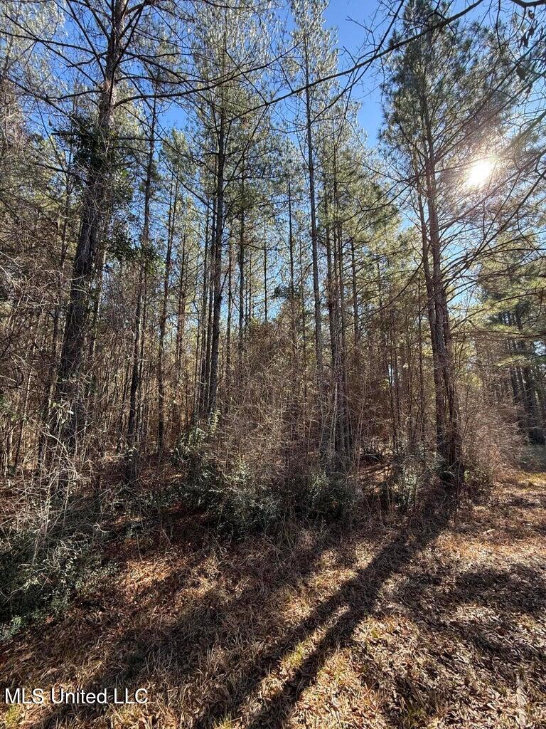 113 Acres Highway Columbia, MS 39429 - Photo 9 of 13 IMG_4001