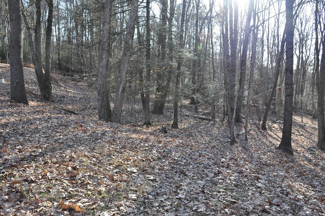 521 Pine Ridge Road Stroudsburg, PA 18360 - Photo 20 of 21 Wood view from house