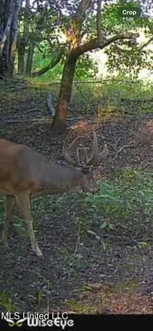 $7,950,000 | 860 Floweree Road, Redwood, MS 39156