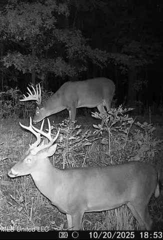 $7,950,000 | 860 Floweree Road, Redwood, MS 39156