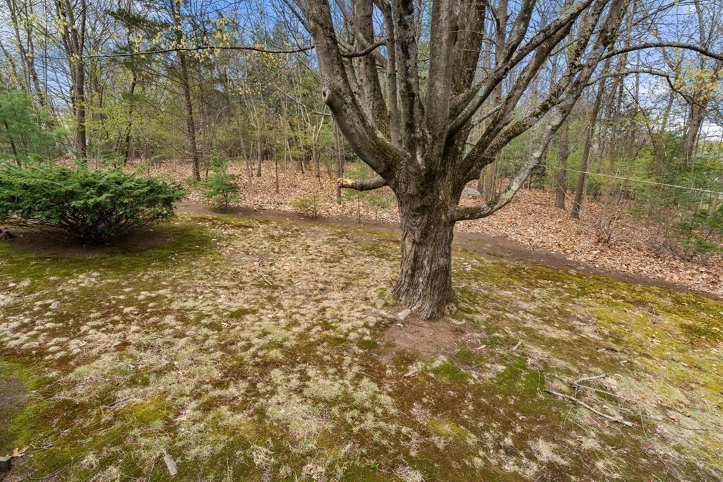 21 Columbus Street Lexington, MA 02421 - Photo 23 of 26 a view of a yard with a tree