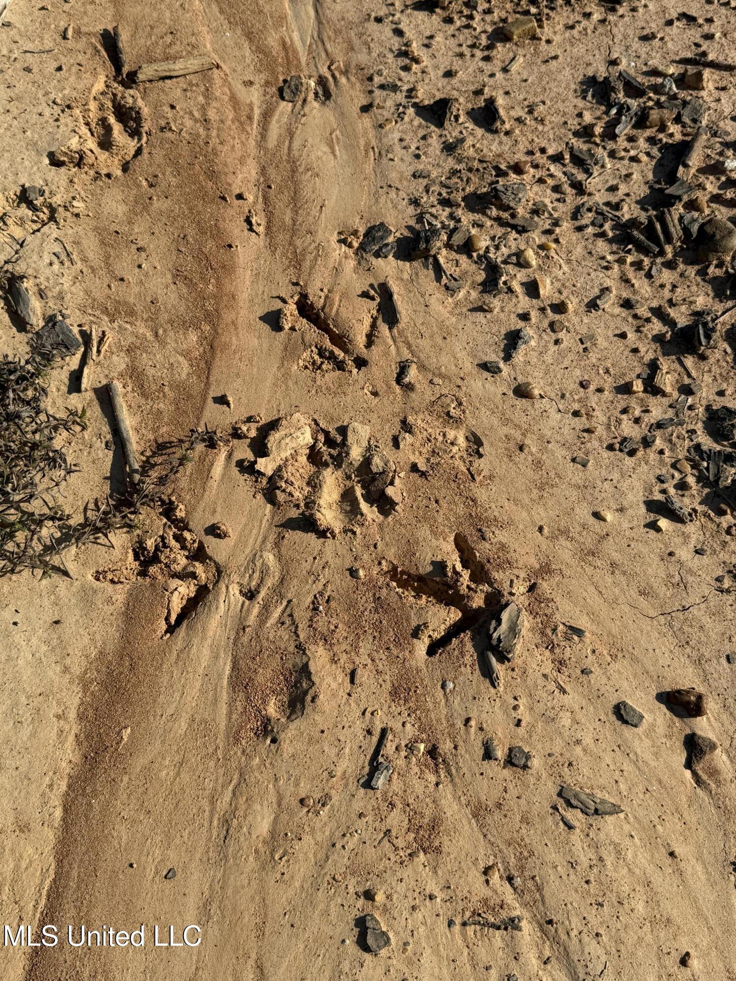 315 Off Highway Water Valley, MS 38965 - Photo 16 of 37 Photo Oct 23 2024, 10 03 41 AM AVOID 280