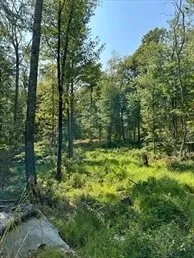 a view of outdoor space and trees