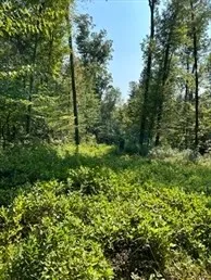 a view of a lush green forest