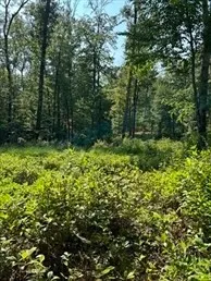 a view of a lush green forest