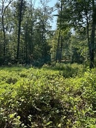 183 South E Main Street Douglas, MA 01516 - Photo 4 of 10 a view of outdoor space and trees