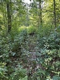 183 South E Main Street Douglas, MA 01516 - Photo 5 of 10 a view of a lush green forest