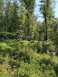 183 South E Main Street Douglas, MA 01516 - Photo 6 of 10 a view of a lush green forest