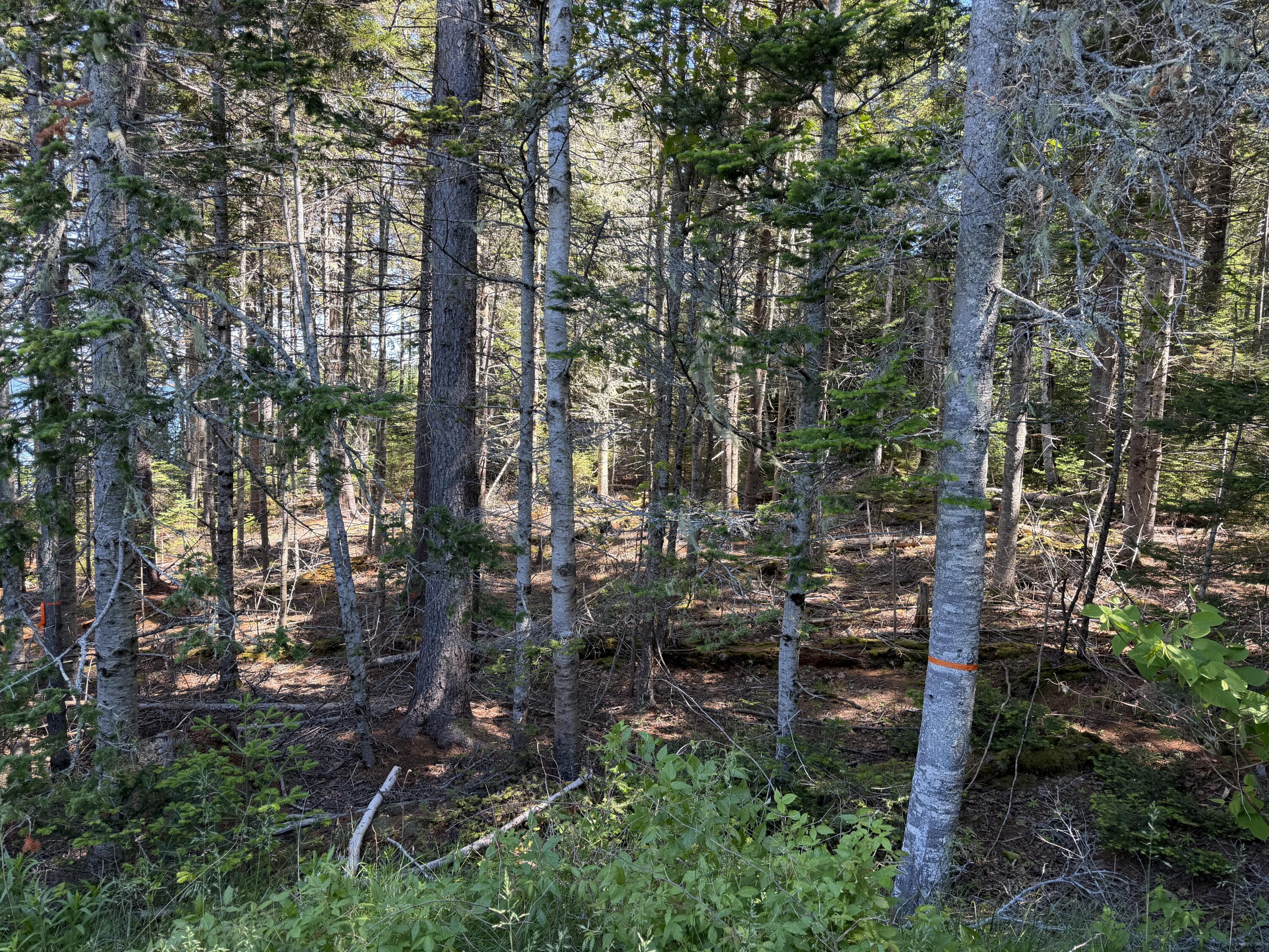 56 Kingsley Farm Road Gouldsboro, ME 04607 - Photo 12 of 12