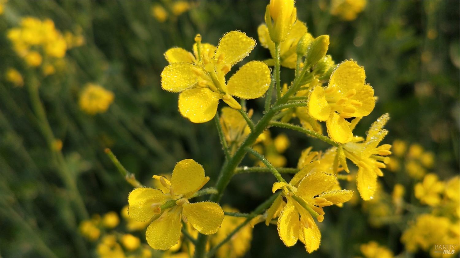 0 Suisun Valley Road Fairfield, CA 94534 - Photo 32 of 33