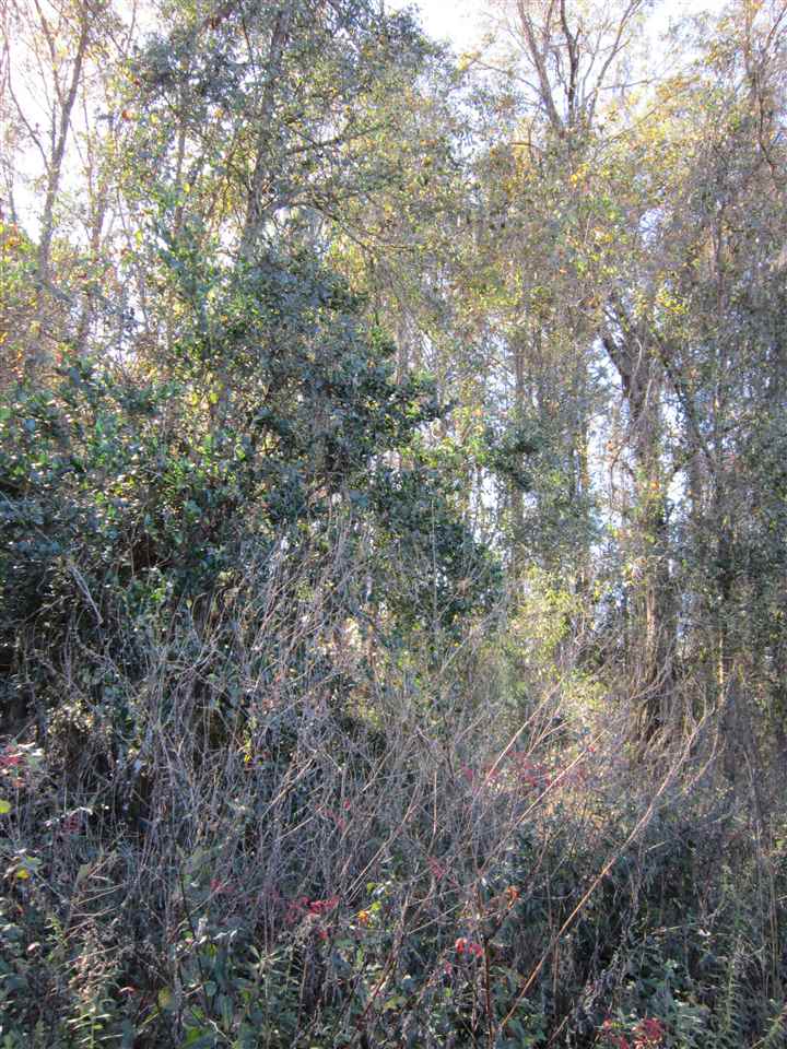 3-acres Southwest Bryan Earnhardt Road, Unit 1 Madison, FL 32340 - Photo 6 of 14 Gallery Image 6