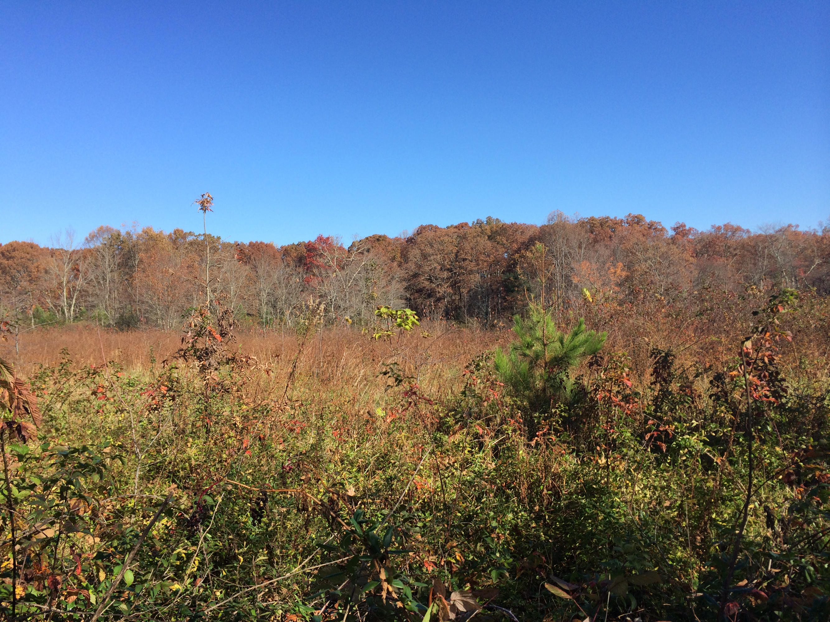 Raines Road Crossville, TN 38571 - Photo 3 of 5 photo 3