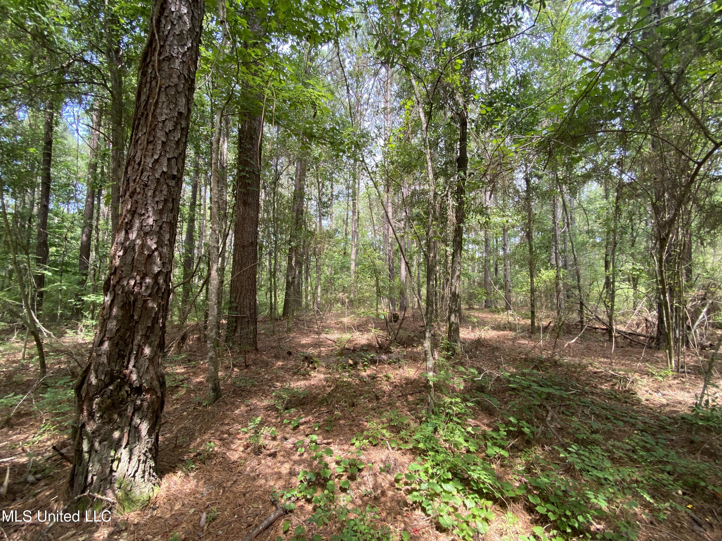 Nhn Pratt Road Wiggins, MS 39577 - Photo 1 of 3 Land