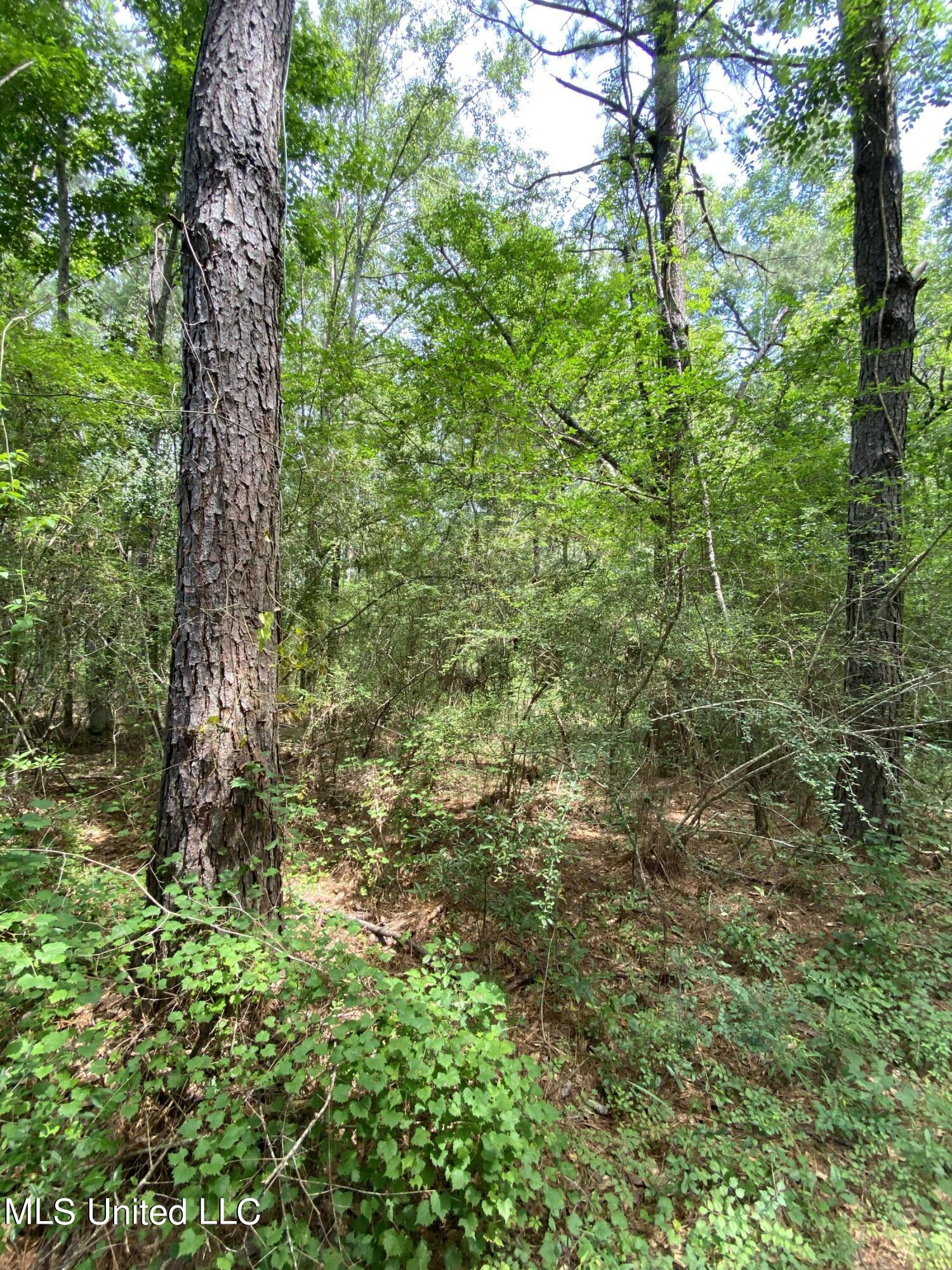Nhn Pratt Road Wiggins, MS 39577 - Photo 3 of 3 IMG_4908
