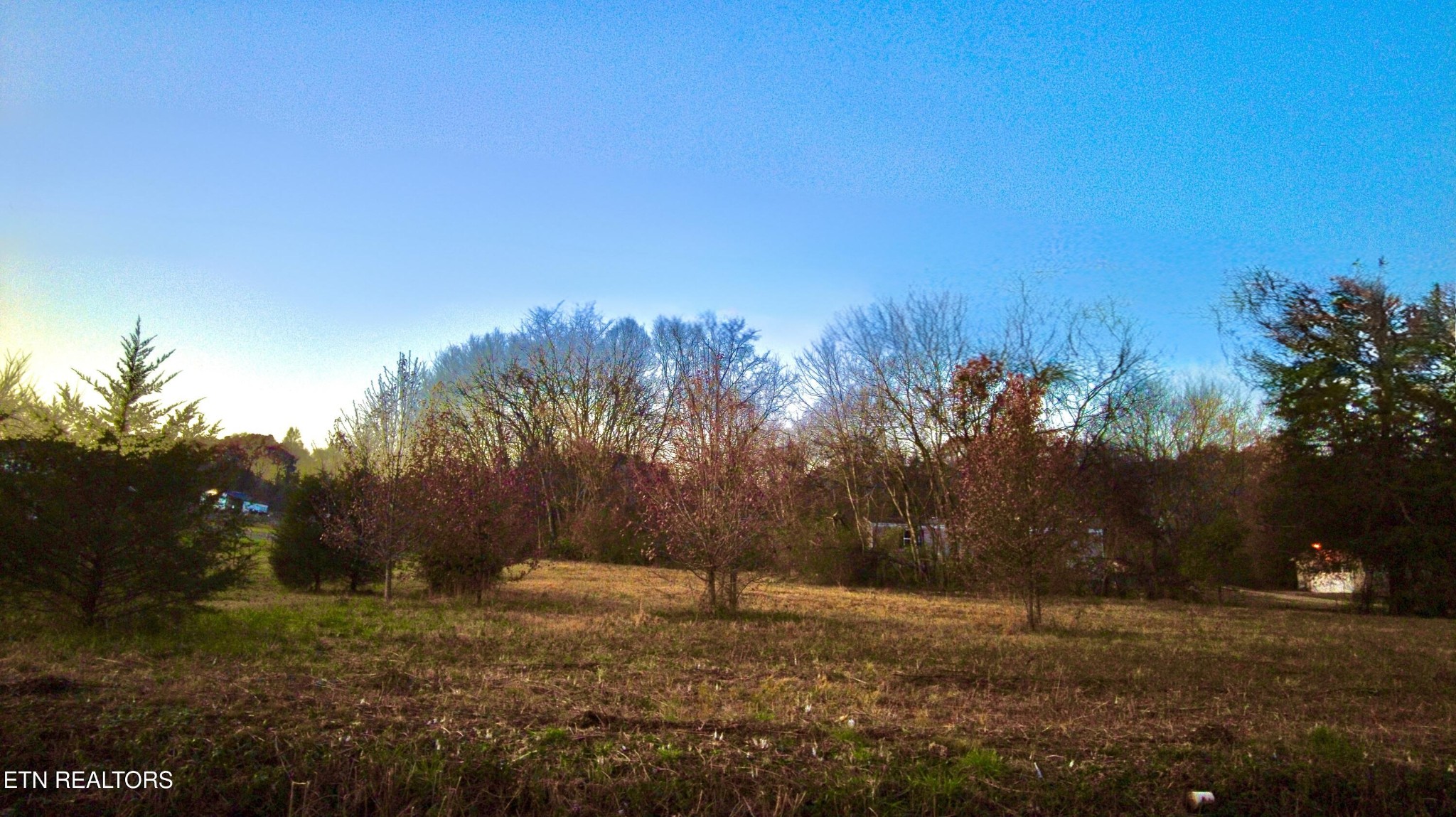 7109 Babelay Road Knoxville, TN 37924 - Photo 7 of 8 a view of a yard with a tree