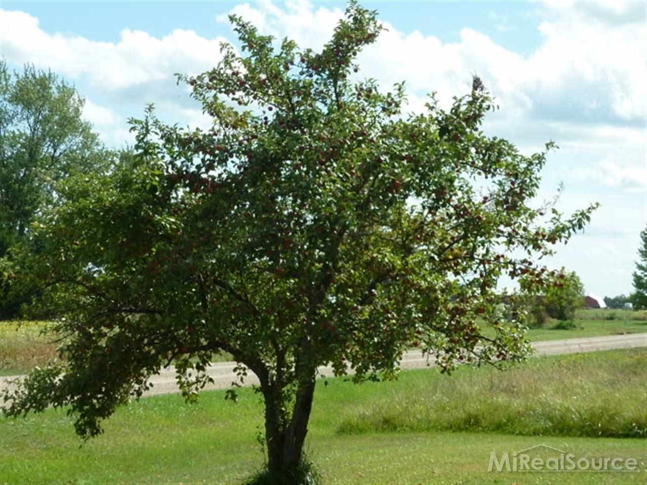 7901 Arendt Road Yale, MI 48097 - Photo 6 of 6 31165564-5.JPG