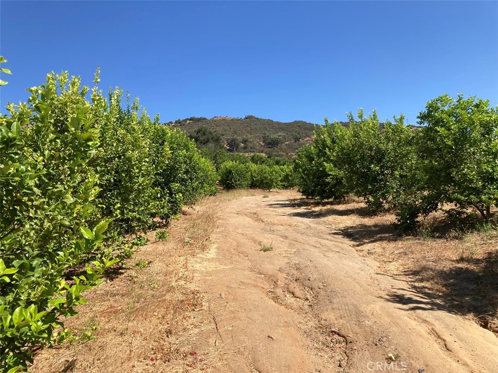 39 Carancho Road Temecula, CA 92590 - Photo 4 of 11 a view of a yard with a tree