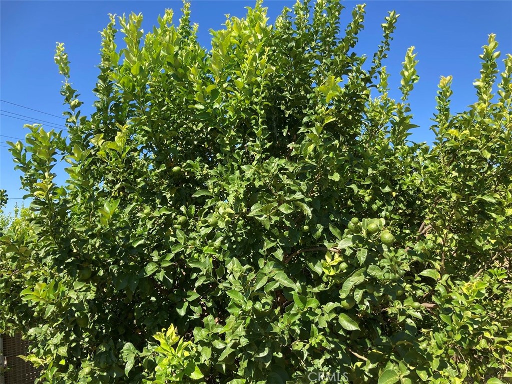39 Carancho Road Temecula, CA 92590 - Photo 5 of 11 a view of a tree with a plant