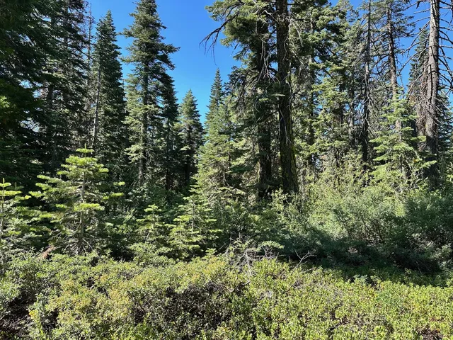 a view of a lush green forest