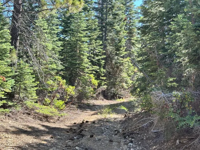 a close up of a tree