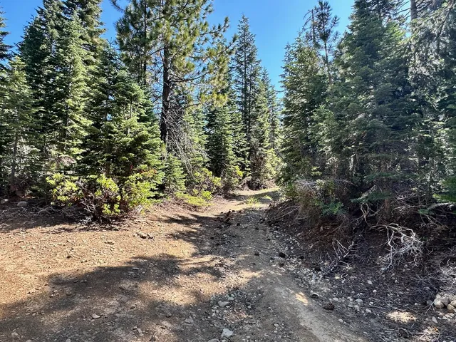 a view of a forest with trees