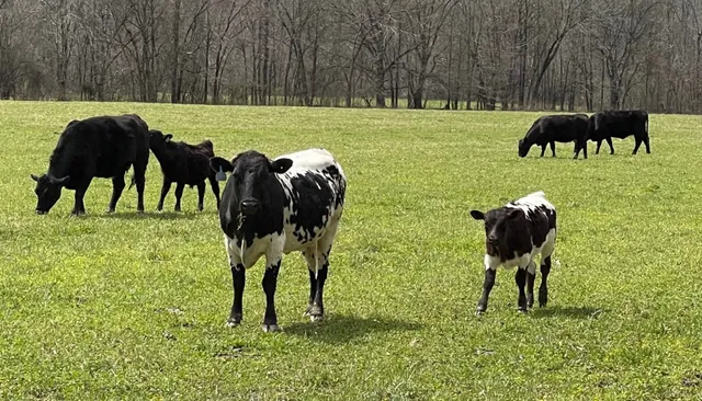 $11,000,000 | 2521 Old Ferry Road, Bath Springs, TN 38311