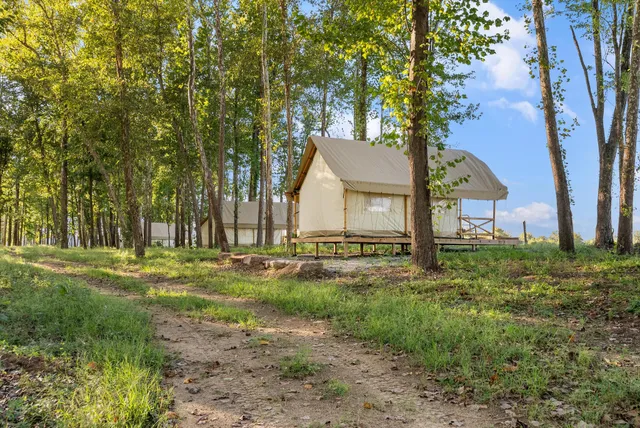 a view of a forest filled with trees
