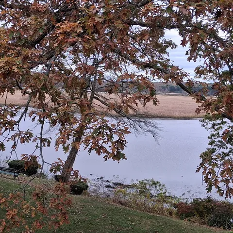 a view of a tree in a field