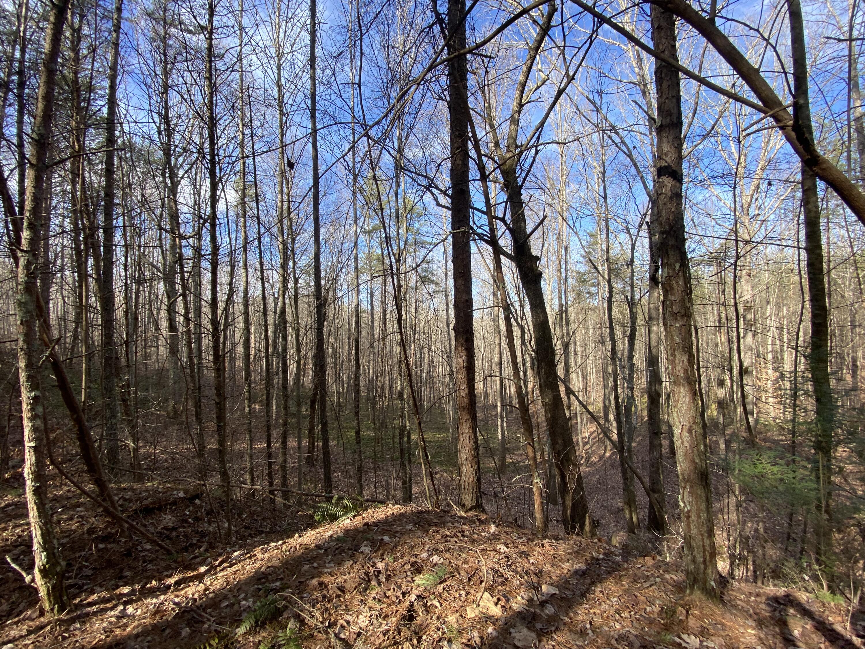 0 Greentown Road Tracy City, TN 37387 - Photo 6 of 34 IMG-7291