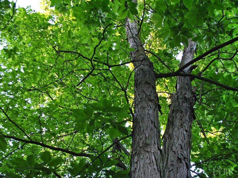 0 Mt Airy Farm Road Gretna, VA 24557 - Photo 1 of 4 a backyard of a house