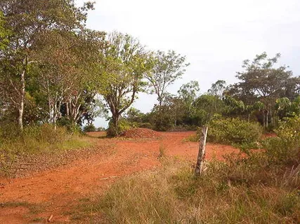 a view of a forest with a mountain