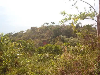 a view of a garden with a tree